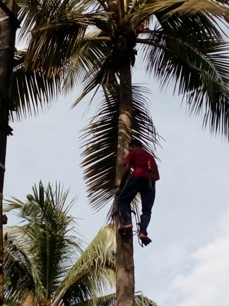 Some interesting facts about traditional coconut plucking in Goa